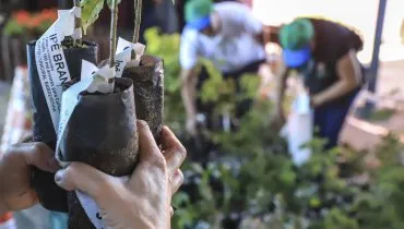 Ipês e cerejeiras: Curitiba distribui 10 mil mudas de árvores; onde pegar