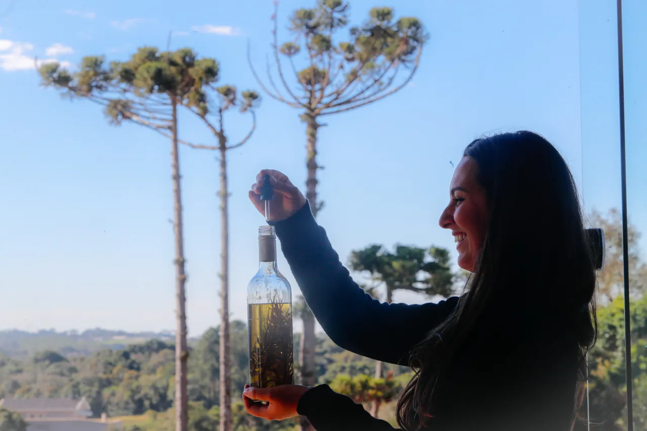 Perfumista mostra vidro de perfume em frente às árvores da espécie Araucária.