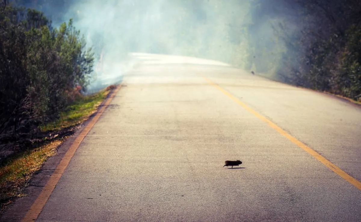 Imagem mostra um roedor fugindo por uma estrada de um incêndio em Curitiba.