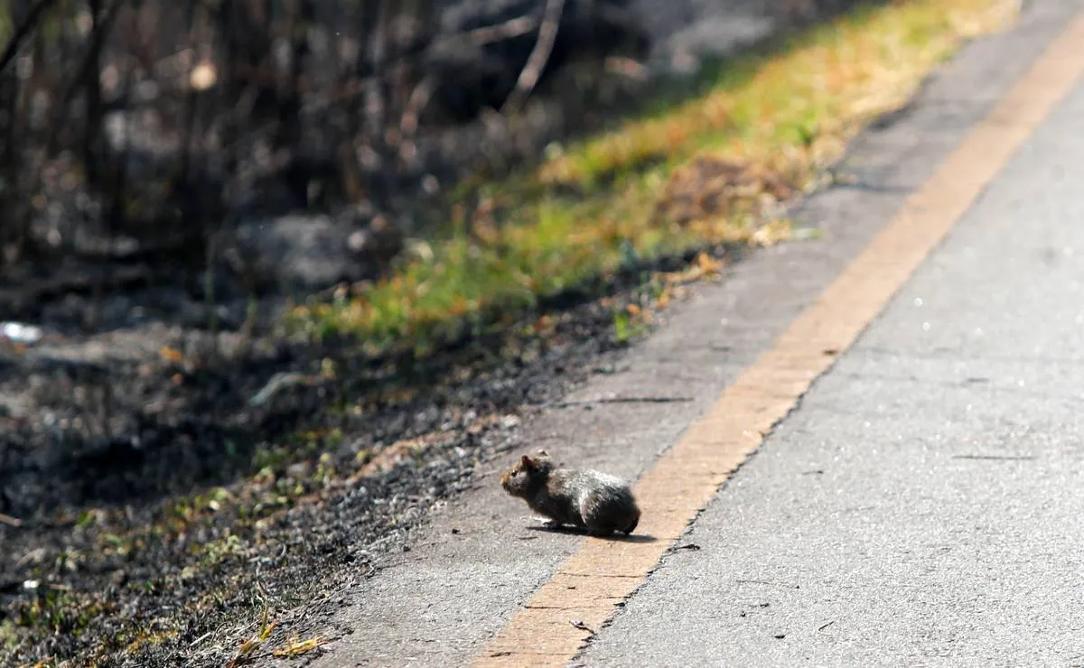 Imagem mostra um roedor fugindo por uma estrada de um incêndio em Curitiba.