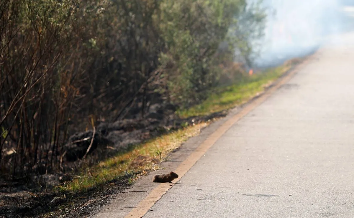 Imagem mostra um roedor fugindo por uma estrada de um incêndio em Curitiba.