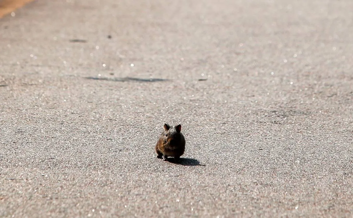 Imagem mostra um roedor fugindo por uma estrada de um incêndio em Curitiba.