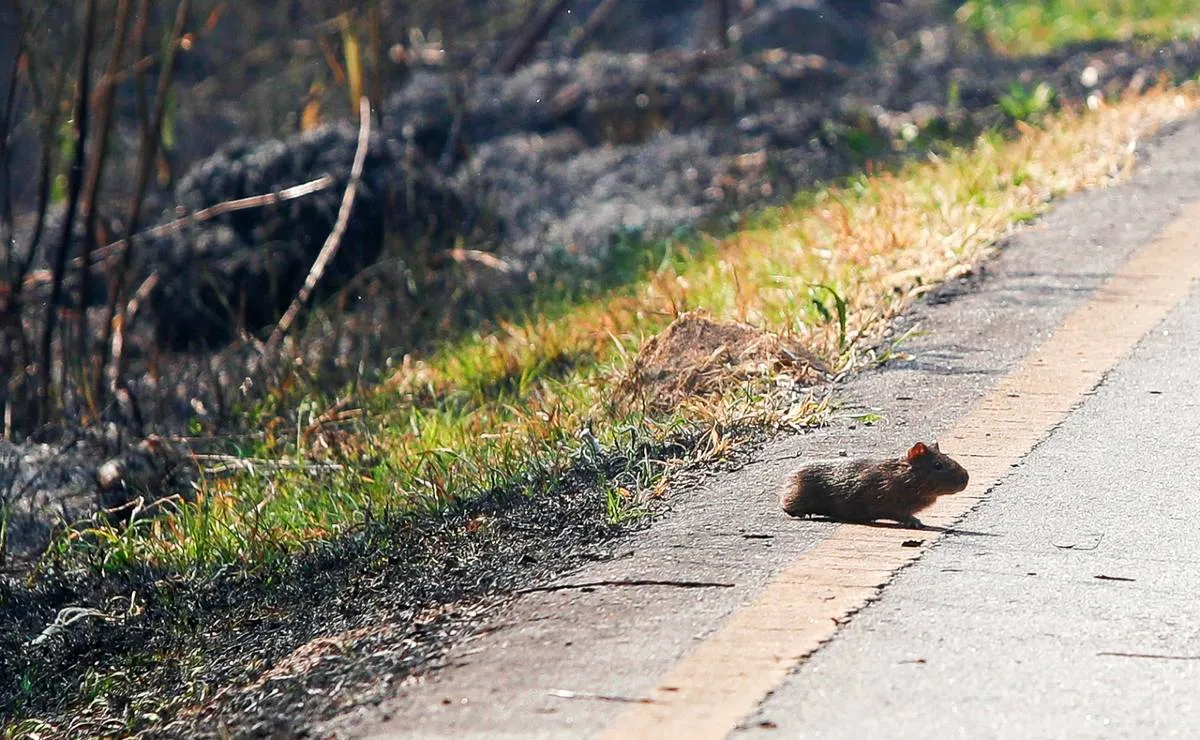 Imagem mostra um roedor fugindo por uma estrada de um incêndio em Curitiba.
