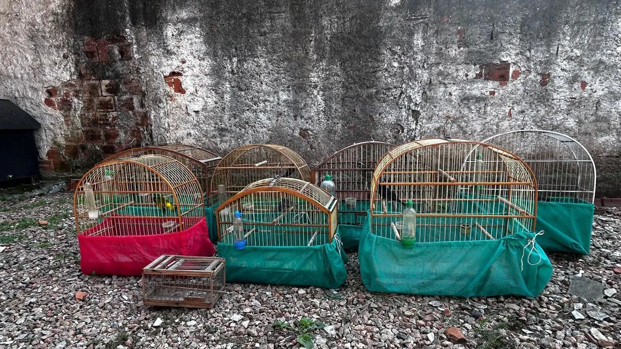 Pássaros apreendidos pelo IAT dentro de gaiolas.