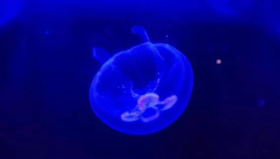 Além das Cataratas: 5 passeios com a família em Foz do Iguaçu