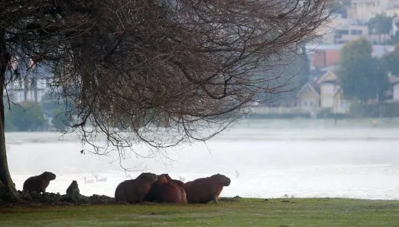 De olho no futuro, Curitiba amplia áreas verdes e eletrifica o transporte