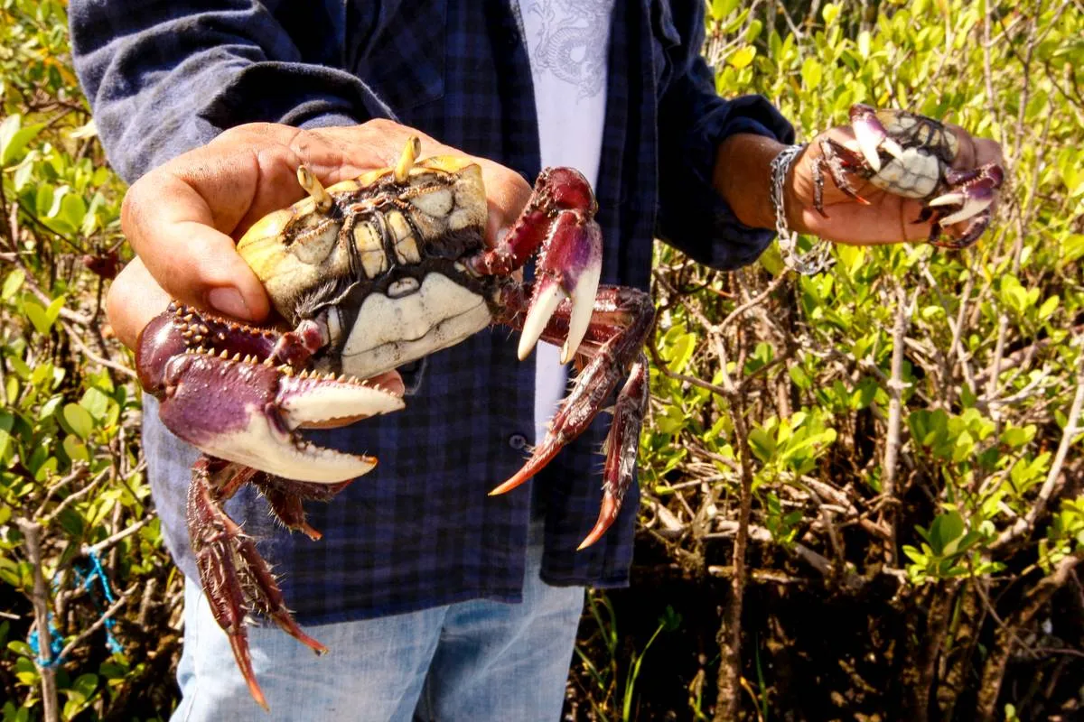 Imagem mostra um homem segurando um caranguejo recém capturado.