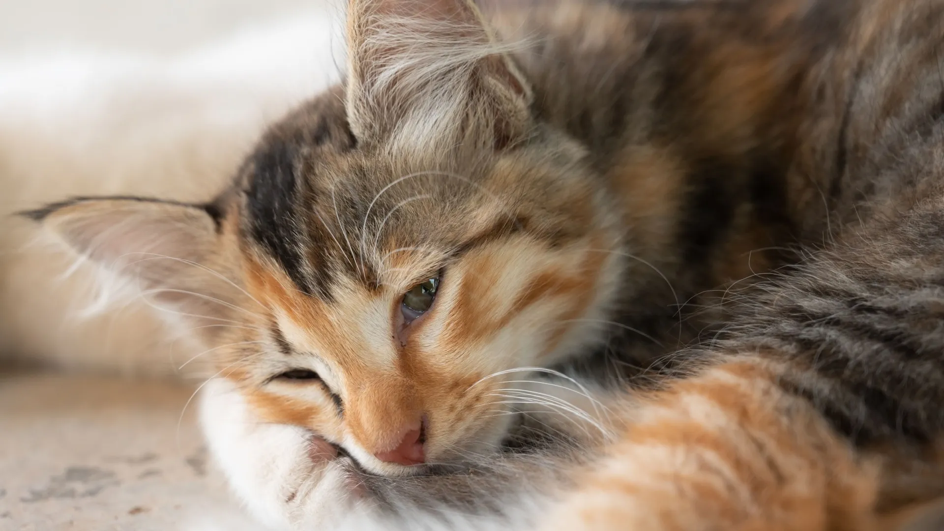 Sinais de dor em gatos: aprenda a identificar