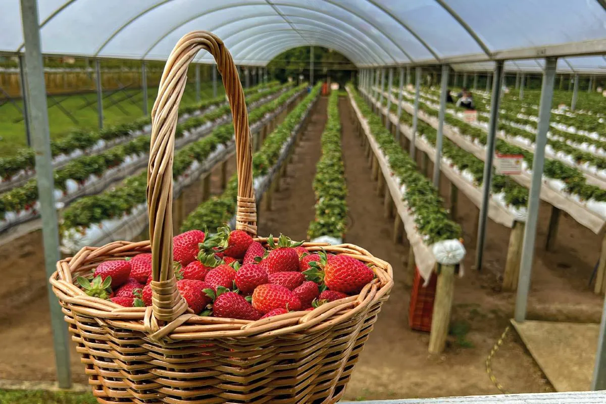 Imagem mostra uma cesta com muitos morangos em uma plantação.