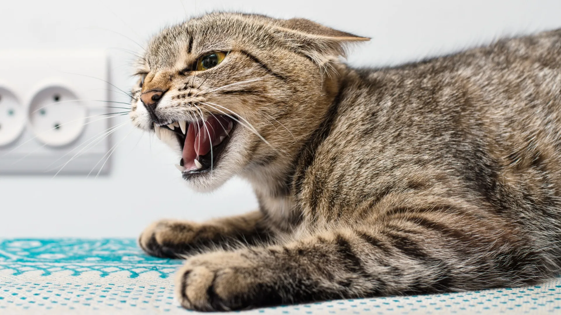 Entenda o que pode originar mudanças de comportamento em gatos