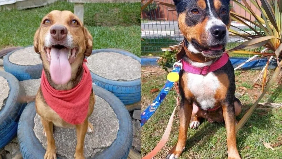 Imagens de animais disponíveis em feira de adoção em Curitiba