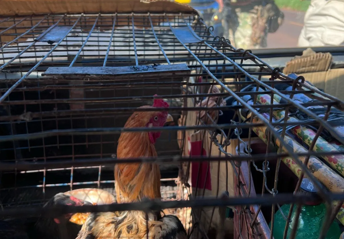 Galinhas eram disfarce de motorista que queria passar com drogas em estrada do Paraná