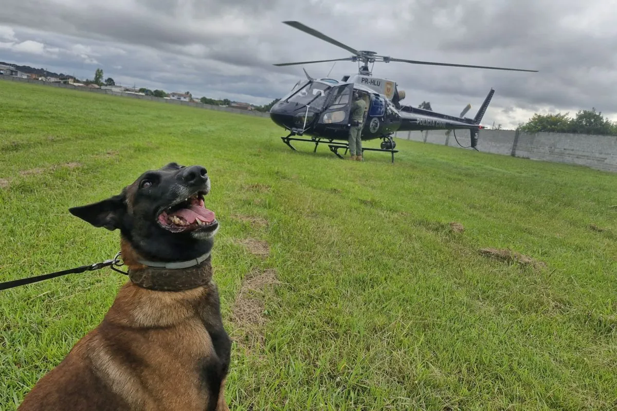 Cães farejadores da Polícia Civil do Paraná fazem treinamento em aeronave