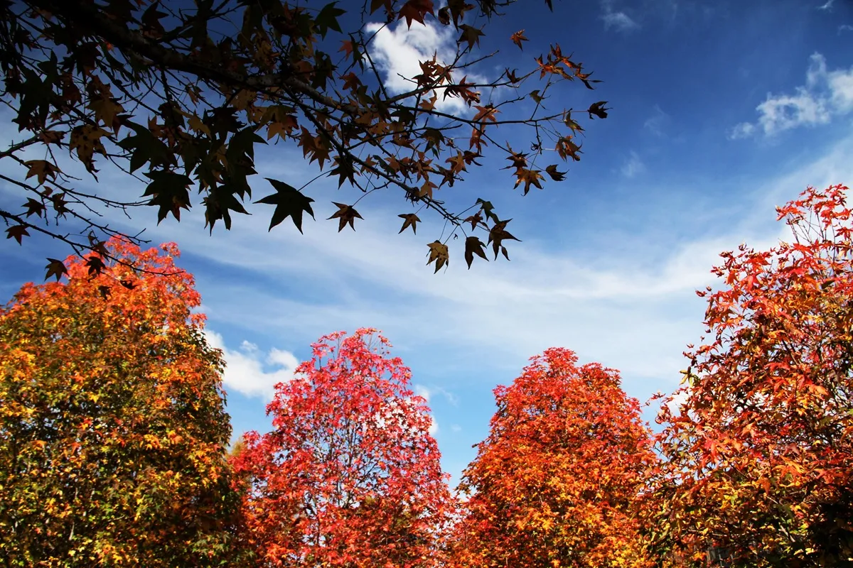 Imagem mostra árvores no Bosque do Papa, em Curitiba, durante o outono