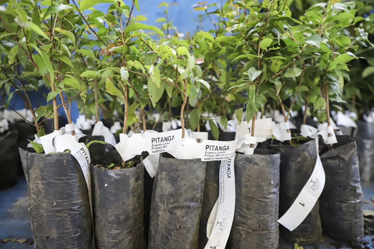 Mudas de árvores são distribuídas gratuitamente em Curitiba