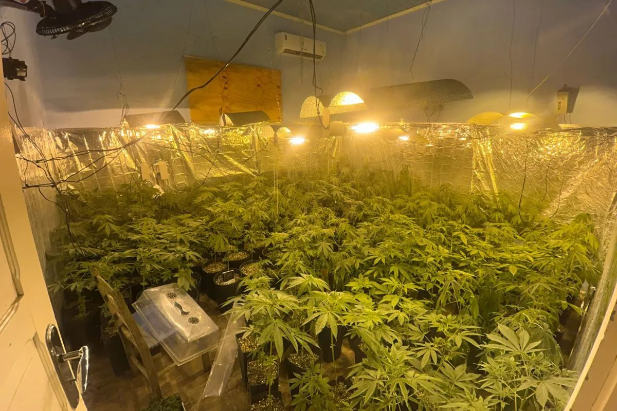 Plantação de maconha encontrada em Campo Largo, na Grande Curitiba