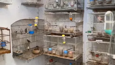 Aves mantidas em cativeiro no Paraná