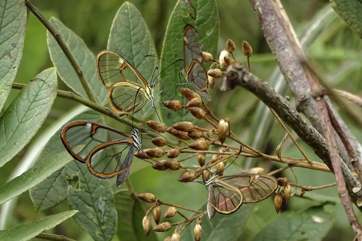 Fenômeno impressionante reúne borboletas-asas-de-vidro no Jardim Botânico de Curitiba