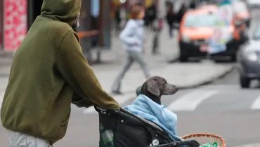 Frio em Curitiba: imagem mostra homem agasalhado e cachorro enrolado em coberta