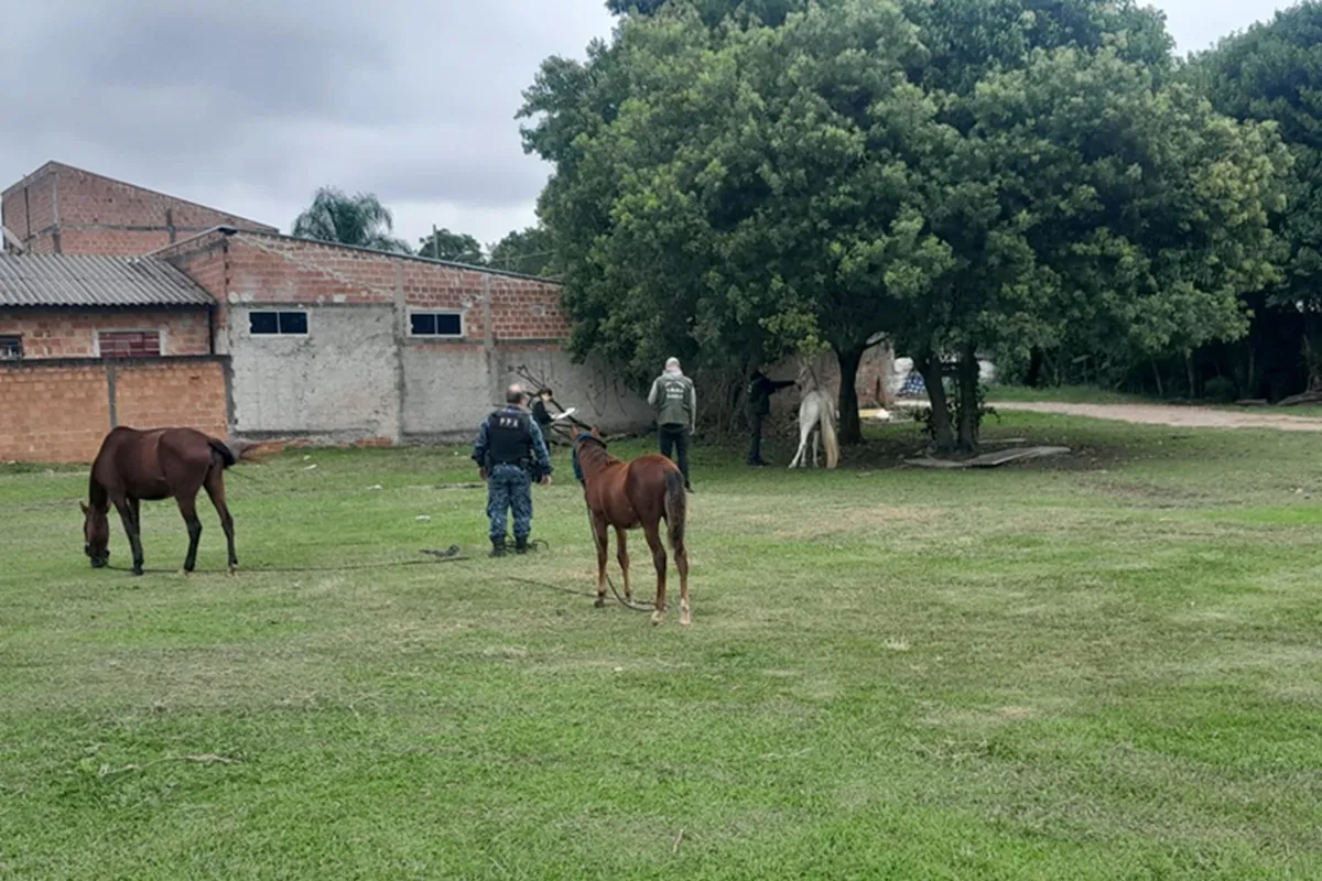 Cavalos em situação de risco são resgatados em Curitiba.
