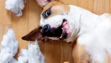 cachorro destruidor capa web