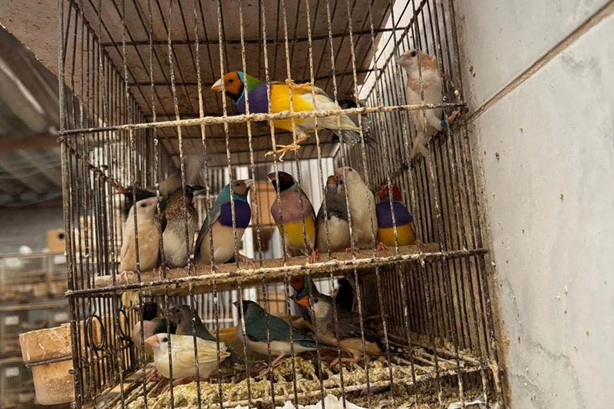 Aves eram mantidas em cativeiro, em gaiolas cheias e sujas no Paraná