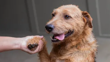 Cachorros vão estar disponíveis para adoção em evento de Curitiba neste sábado