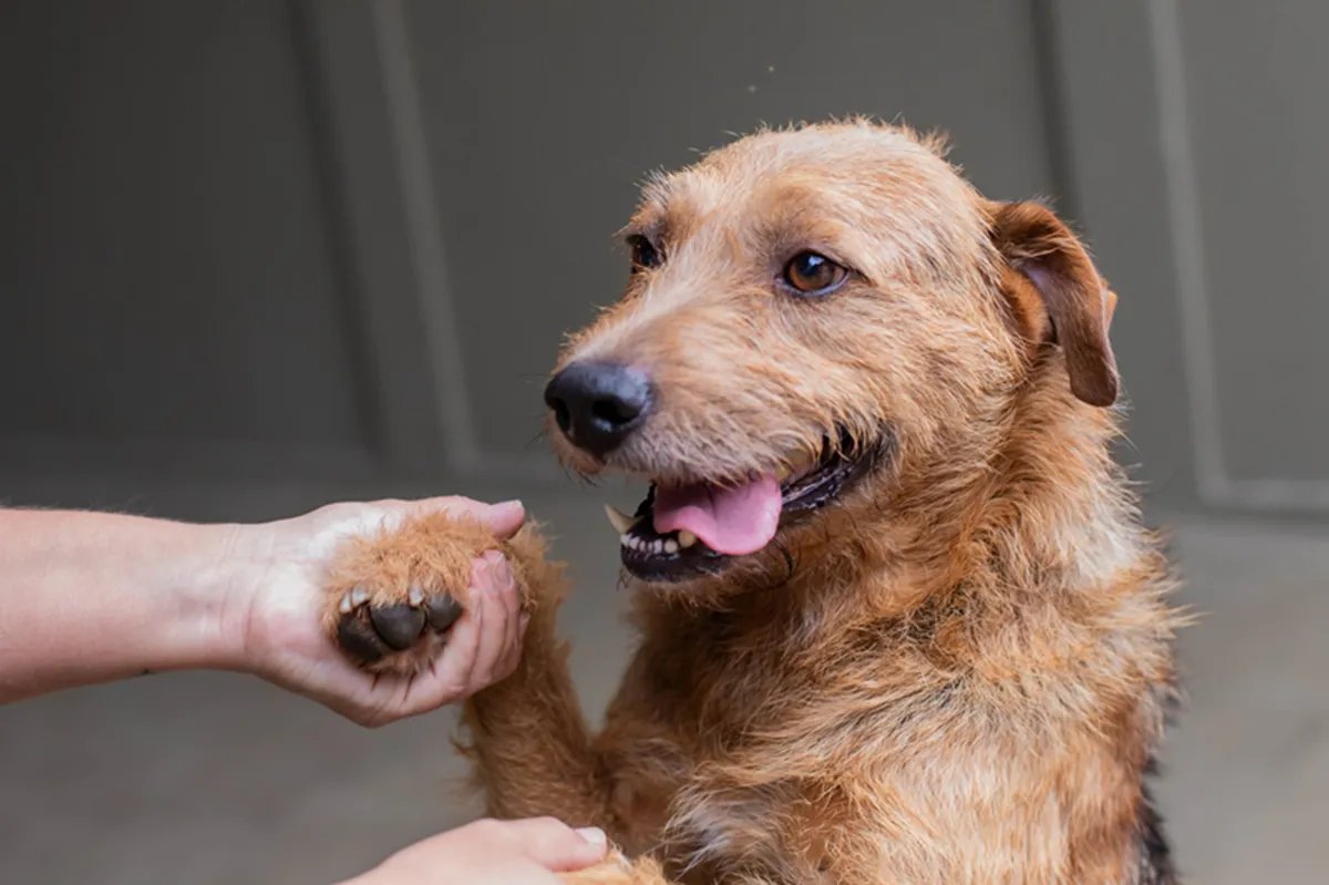Cachorros vão estar disponíveis para adoção em evento de Curitiba neste sábado