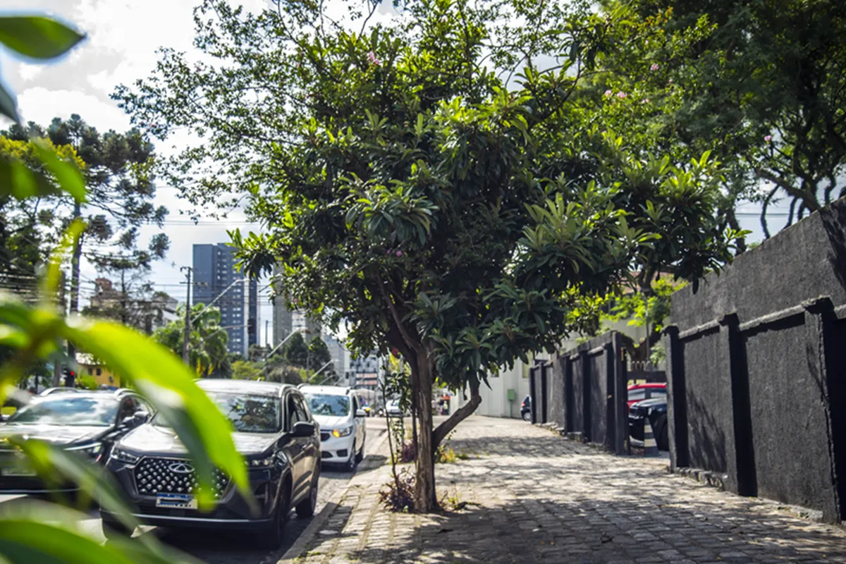 Árvore plantada em local irregular em Curitiba