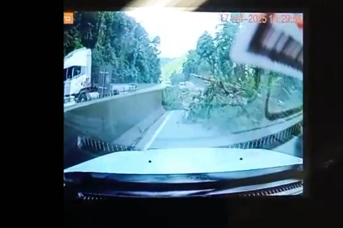 Imagem mostra o momento em que a árvore atinge um carro na BR-277