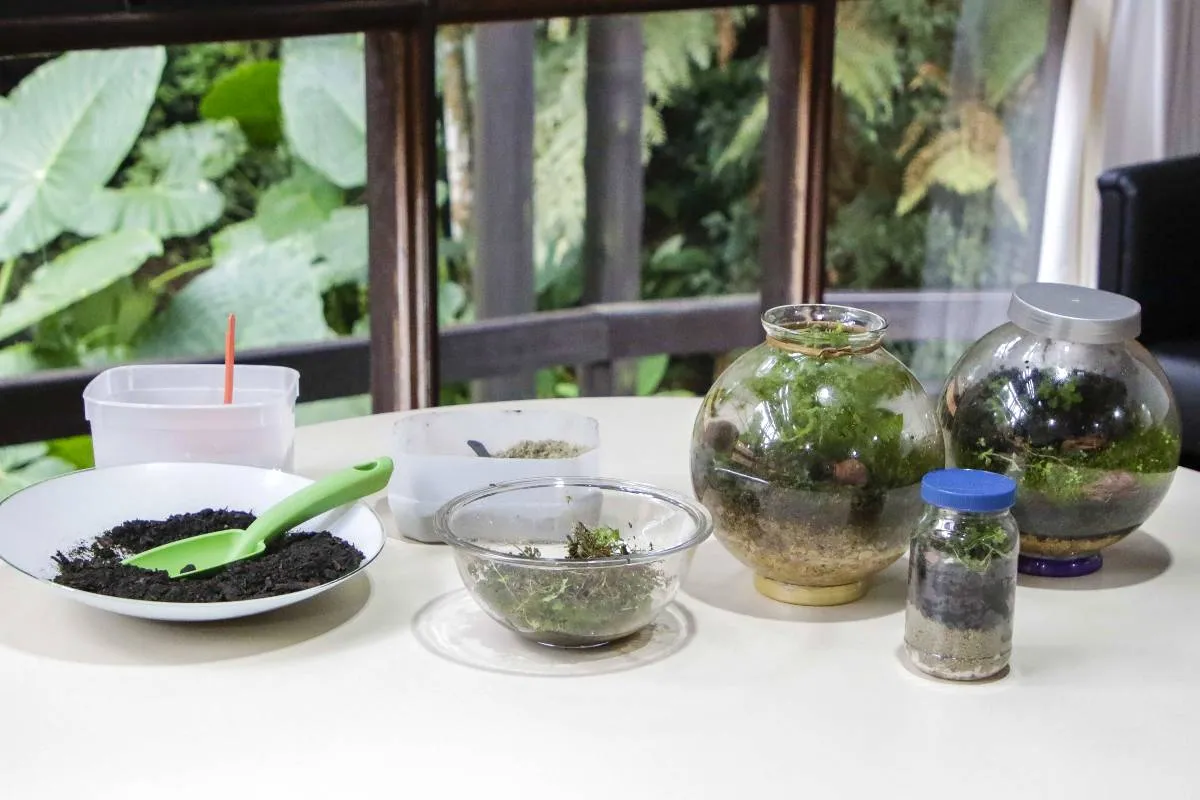 Imagem mostra os passos para a construção de um terrário em casa.