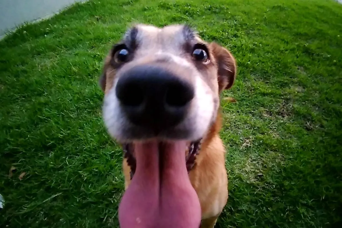 Imagem mostra um cachorro feliz com a boca aberta e a língua pra fora.