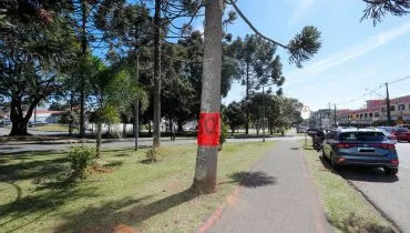 Árvores na Arthur Bernardes