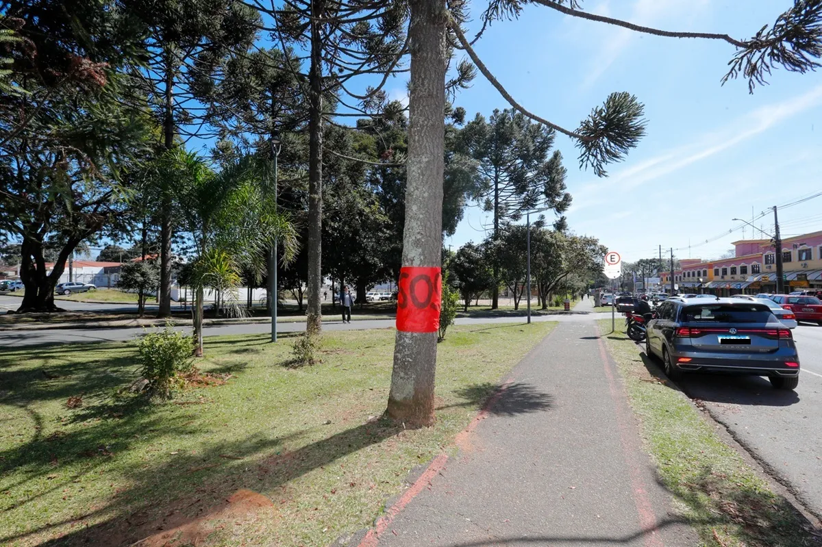 Árvores na Arthur Bernardes