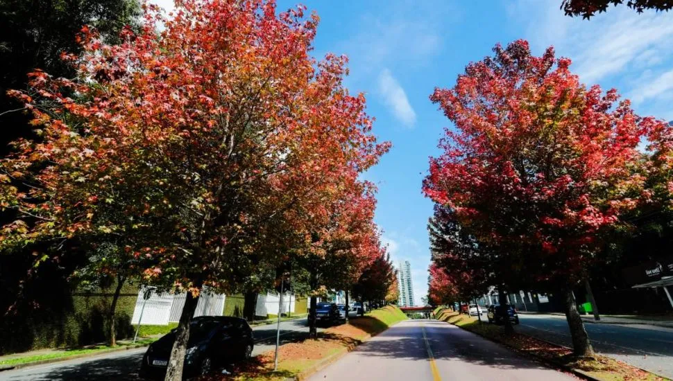 Imagem mostra a famosa Rua do Outono de Curitiba.