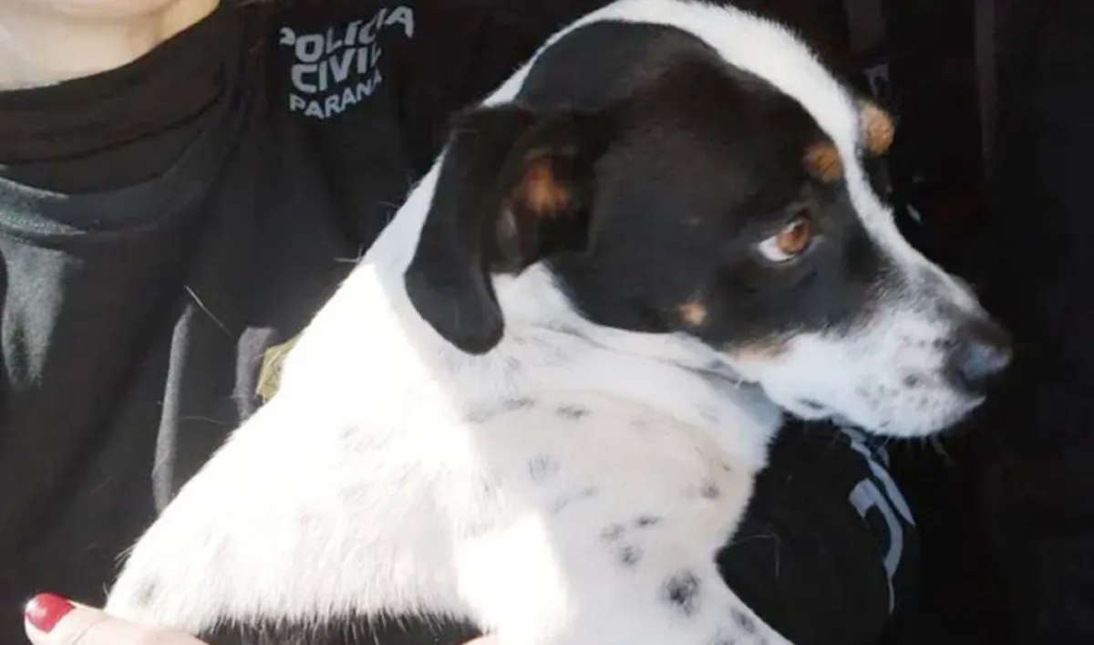 Cachorro Tokinho ganha ação judicial no Paraná