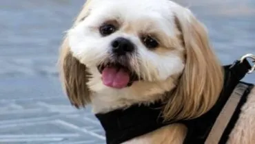 shih tzu capa web
