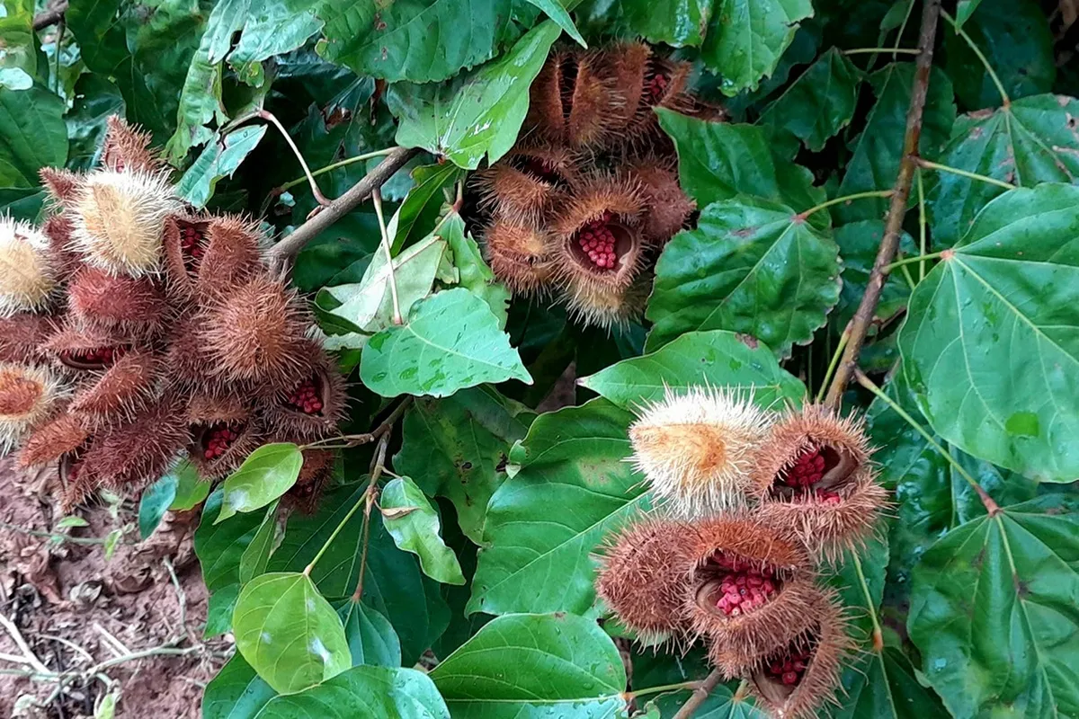 Urucum de Paranacity e Cruzeiro do Sul é o 17º produto paranaense com selo de Indicação Geográfica