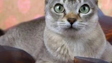 web gato pequeno capa web