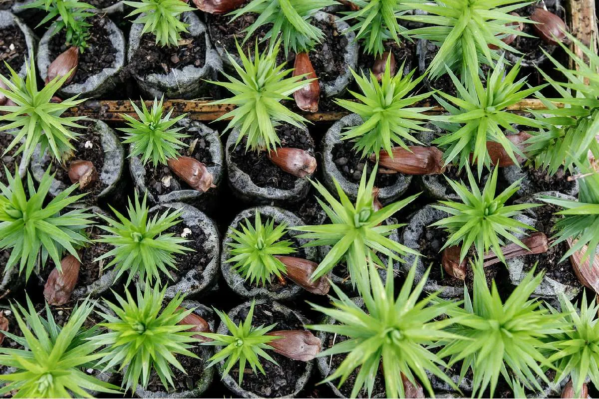 Imagem mostra mudas de pinhão vistas de cima.