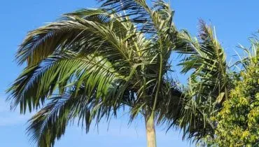 vento em curitiba capa web