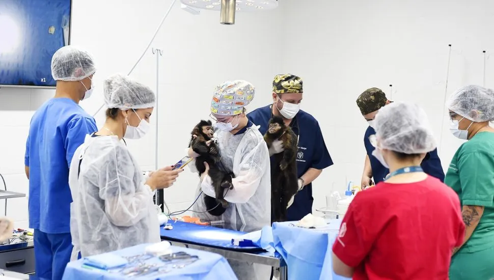 Macacos-prego vão morar no Zoológico de Curitiba