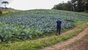 Produção agropecuária em Curitiba movimenta R$ 16 milhões por ano