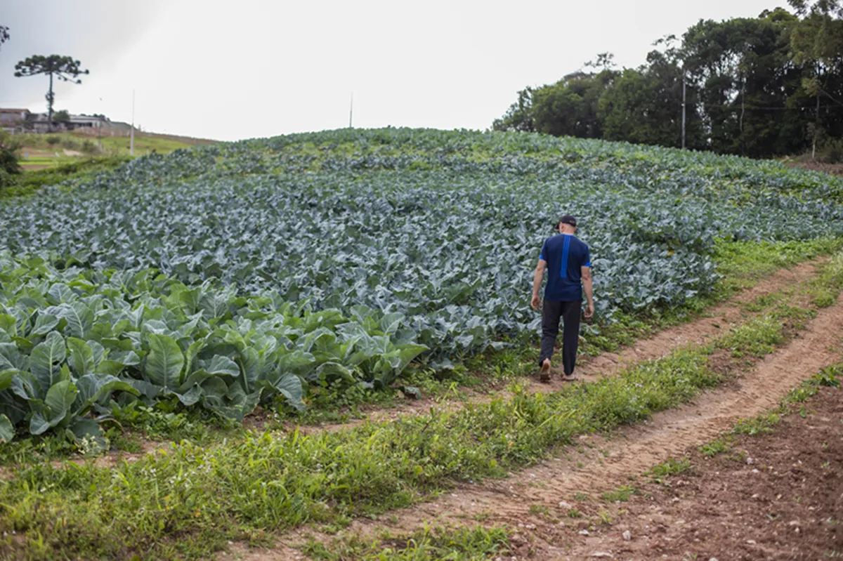 Produção agropecuária em Curitiba movimenta R$ 16 milhões por ano