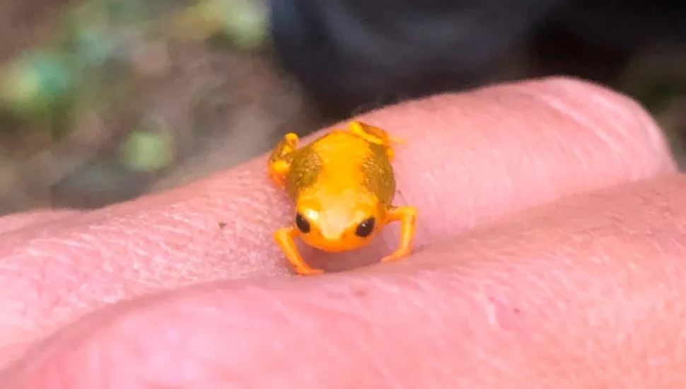 Sapinho-dourado, ou Brachycephalus pernix, é conhecida por habitar apenas o Morro do Anhagava, em Quatro Barras, na Região Metropolitana de Curitiba.