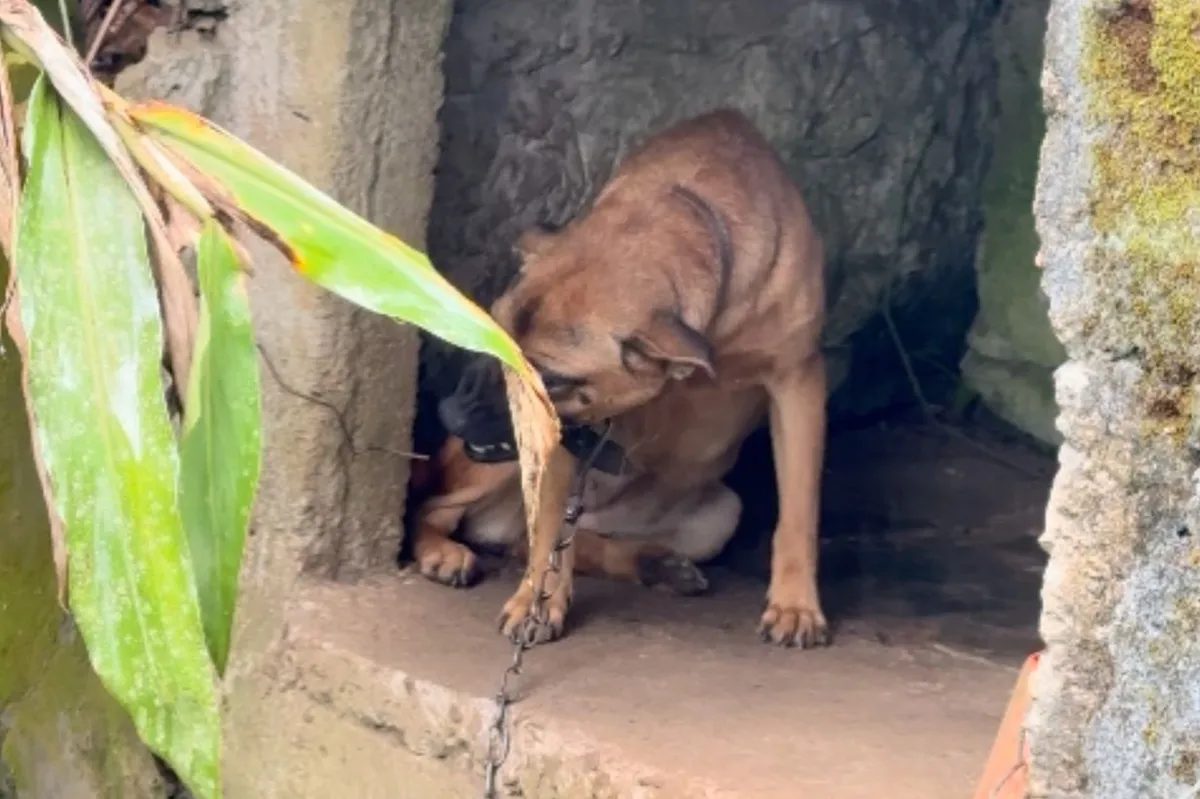 Operação resgata cães e gato vítimas de maus-tratos em Antonina, no litoral do Paraná