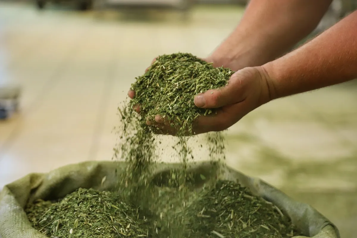 Produção de erva-mate no Paraná