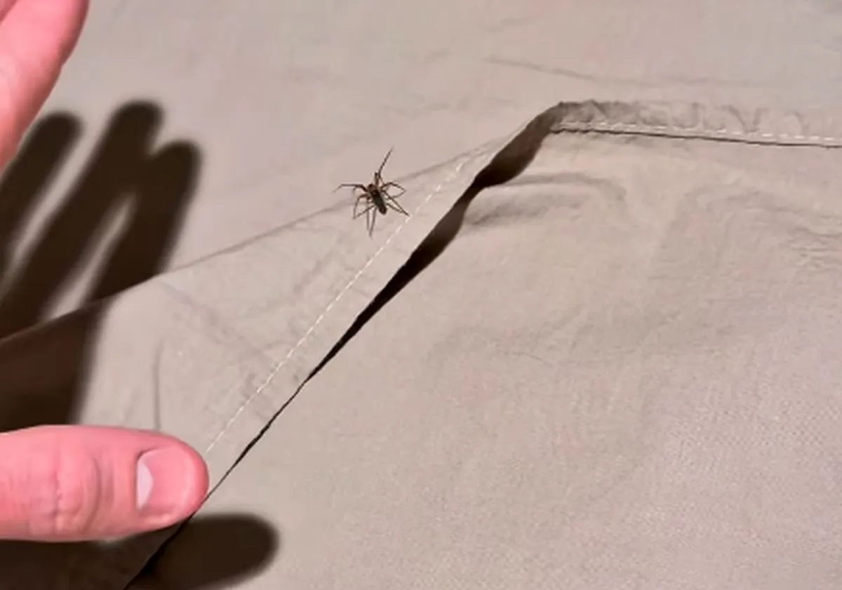 Imagme mostra aranha-marrom sobre uma cala com lençol dobrado