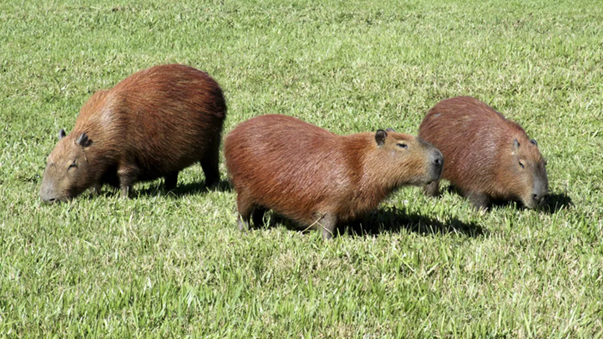 Capivaras em Curitiba