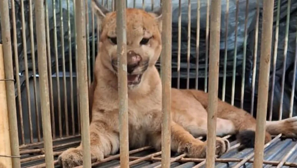 onça capturada
